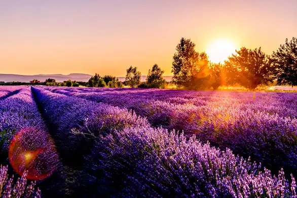 Lavendelfeld im Sonnenuntergang - Leitner Reisen