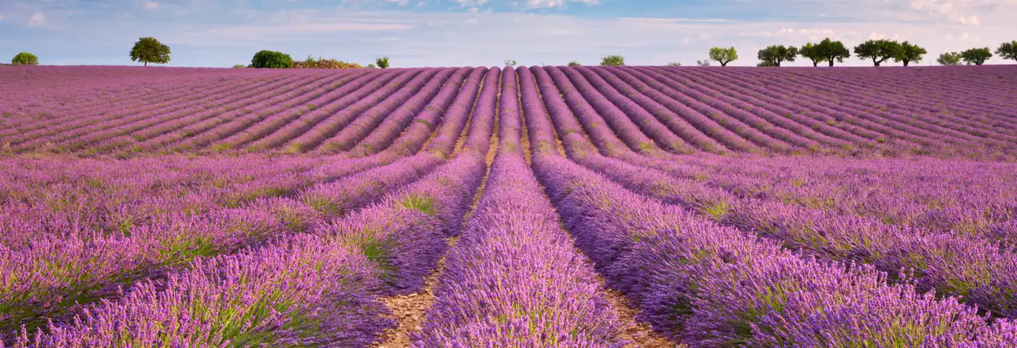blühende Lavendelfelder in Valensole in der Provence