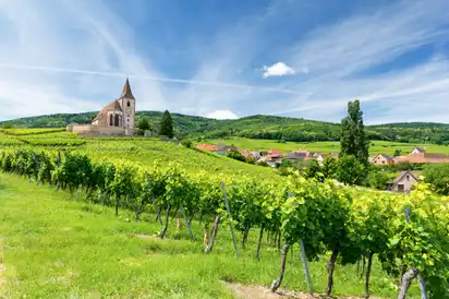 Weinberge im Elsass, Frankreich