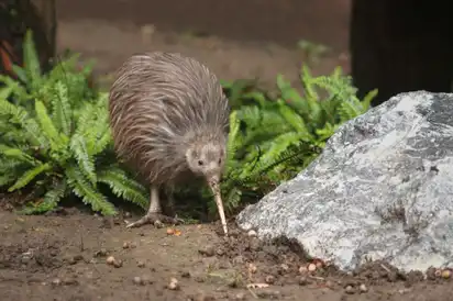 Kiwis sind flugunfähige, nachtaktive Vögel in den Wäldern Neuseelands