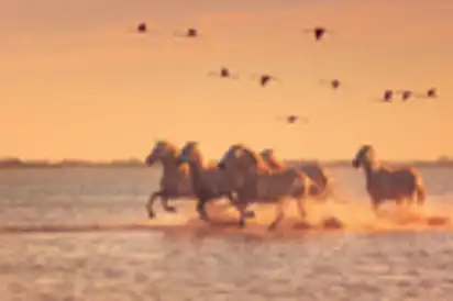 Camargue-Pferde in der Provence, Frankreich 