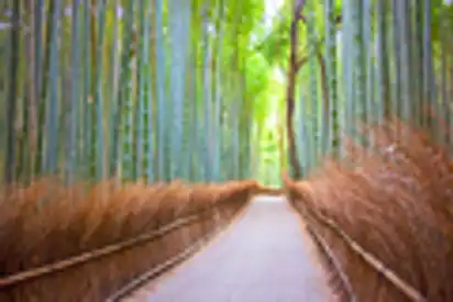 Bambus Wald, Arashiyama, Kyoto, Japan