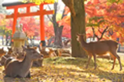 Sika Hirsche, Nara Park, Japan