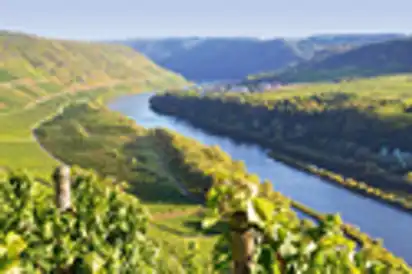 Weinberge an der Mosel