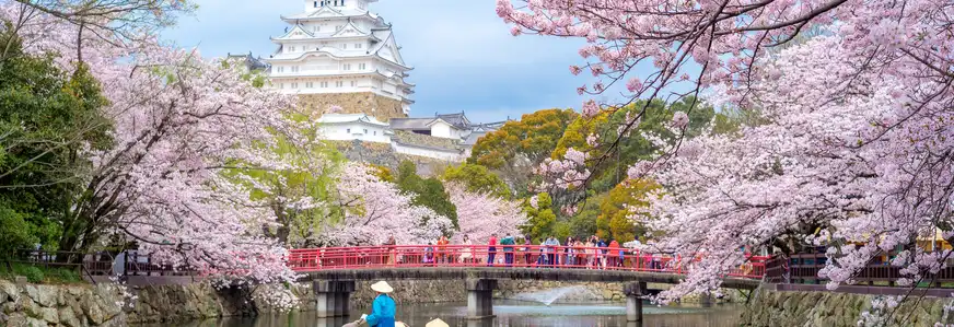 Burg Himeji mit Kirschblüten im Frühling